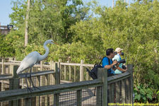great heron on boardwalk railing